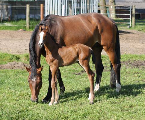 Athletic Colt Foal By Million Dollar